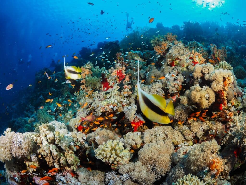 Photo des merveilles des profondeurs en plongée sous marine