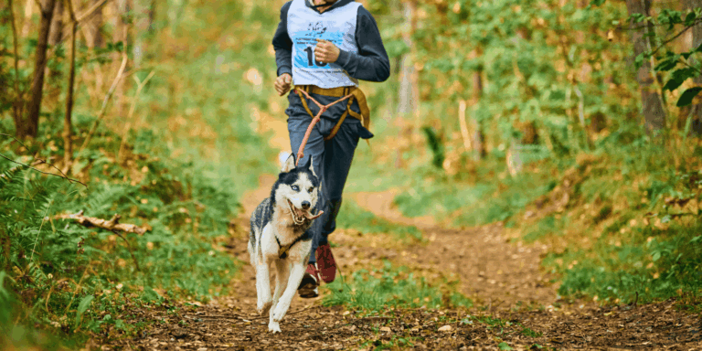 Coureur pratiquant le canicross en forêt avec un husky attaché par une ligne de traction