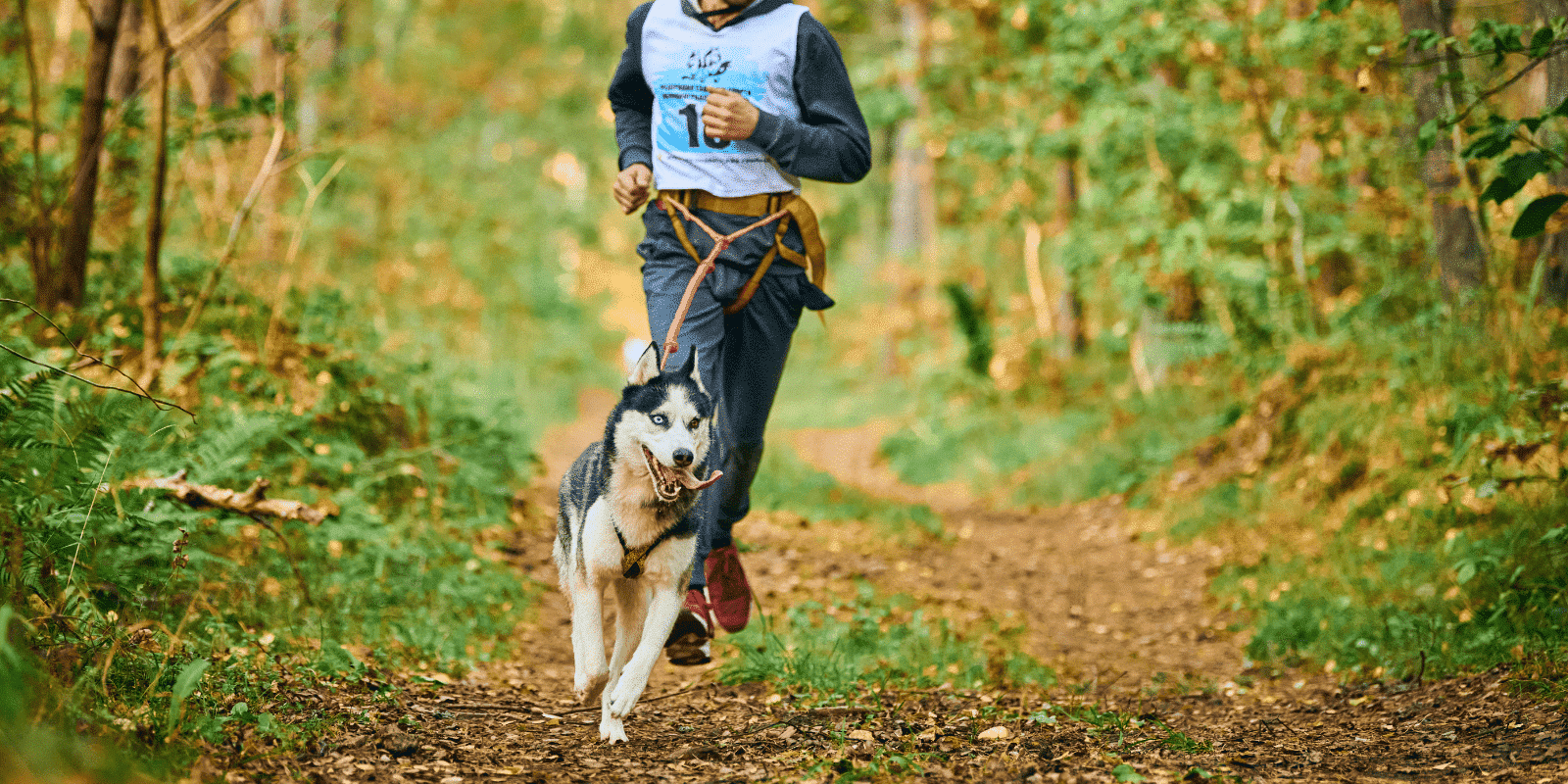 Coureur pratiquant le canicross en forêt avec un husky attaché par une ligne de traction