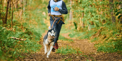 Coureur pratiquant le canicross en forêt avec un husky attaché par une ligne de traction